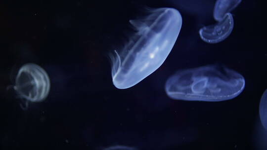 水族馆中的水母群视频素材模板下载
