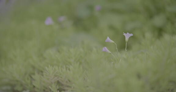 园林  盆栽  红花酢浆草 野花 绿化01