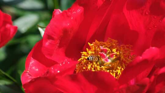 一只蜜蜂在盛开的鲜花上采蜜