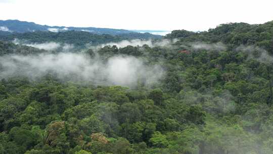 薄雾覆盖的热带雨林树