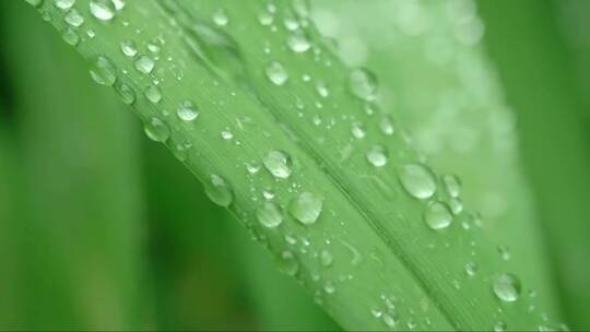水滴从绿叶上划下