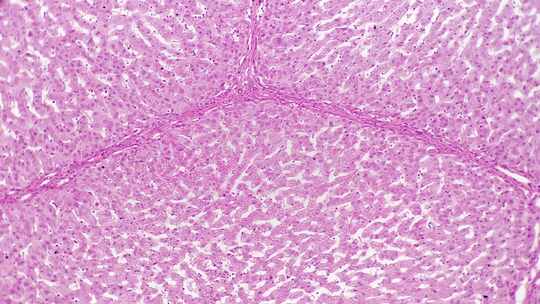 明场100倍放大显微镜下拍摄的人体肝脏