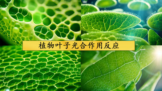 植物叶子光合作用反应