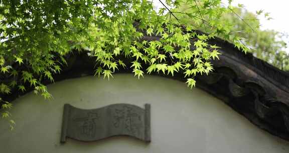 中国杭州西溪国家湿地高庄拱门的枫叶