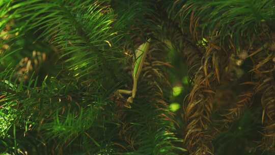 野外螳螂在松树上捕食毛虫