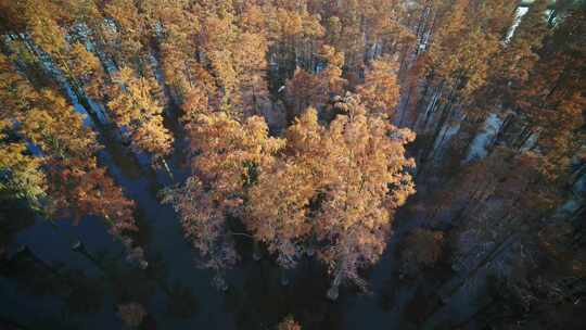 湖北涨渡湖秋天湿地树木俯拍航拍