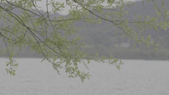 湘湖春天雨后实拍素材