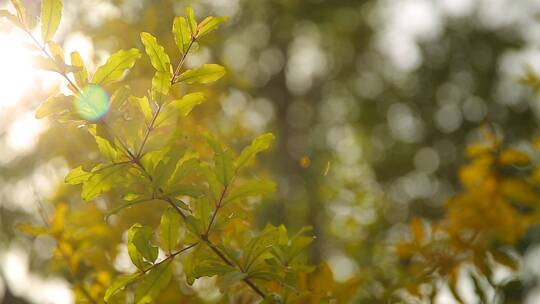 树叶阳光阳光透过树叶空镜头