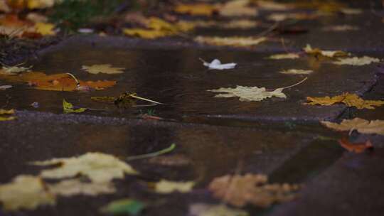 雨滴落在满是树叶的水坑里视频素材模板下载