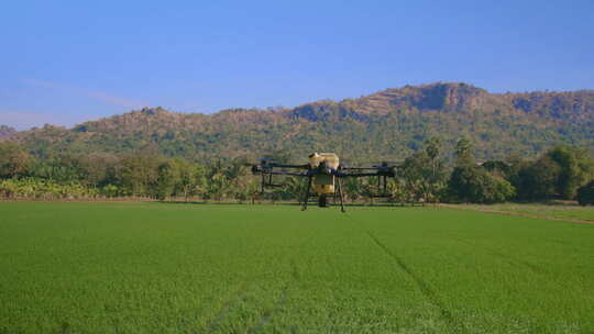 无人机拍摄绿色稻田