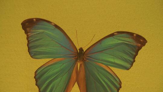 美丽翅膀蝴蝶昆虫标本视频素材模板下载