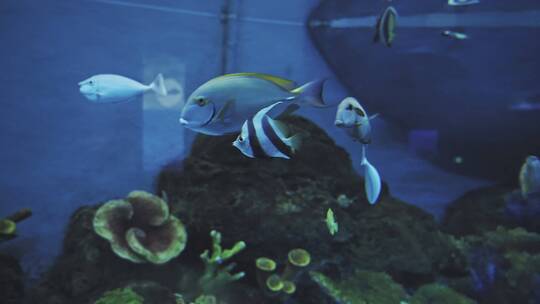 水族馆中的热带观赏鱼群视频素材模板下载