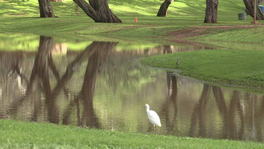 水塘边行走的白鸟
