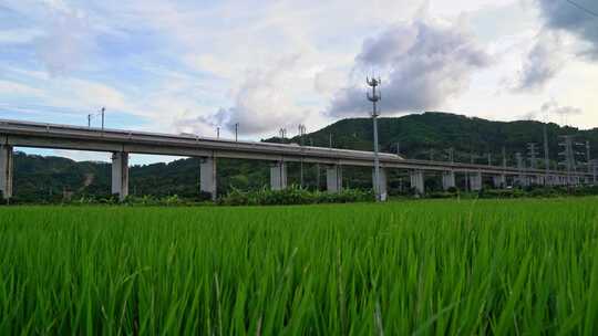 田野上高架桥高铁驶过风景