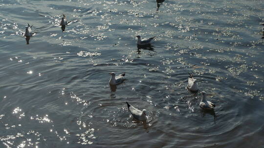 水面上的海鸥候鸟