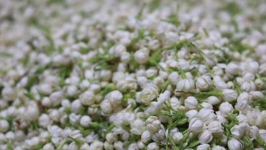 升格慢动作微距特写茉莉花与茉莉花茶制作