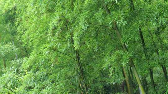 下雨天竹林景观特写，竹节挺拔竹叶繁茂