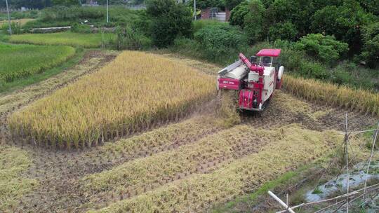 正在收割水稻的农业机械