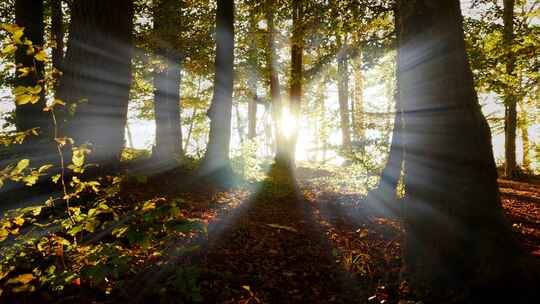 阳光穿过树林 阳光透过树叶 光线透过树林
