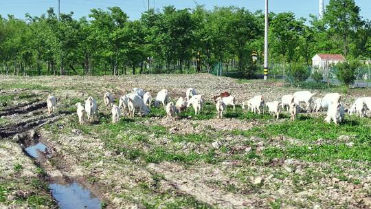 航拍长江沿岸滩涂上的山羊群