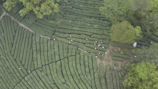 茶茶叶红茶艺采茶泡茶红茶山春茶道茶园农业