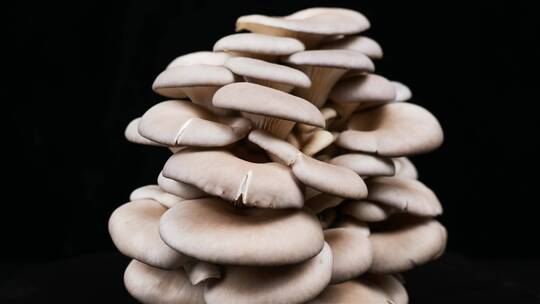 蘑菇 菇 食用菌 平菇