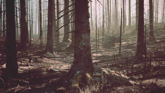 充满了许多高大树木的森林视频素材模板下载