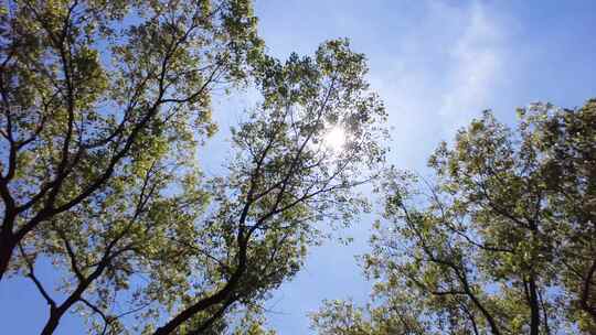 夏天阳光穿过树林树叶子自然风景视频素材