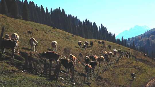 新疆伊犁天然牧场