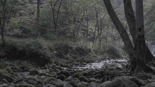 湖南省张家界奇峰山峰树林小河自然绿植pp8