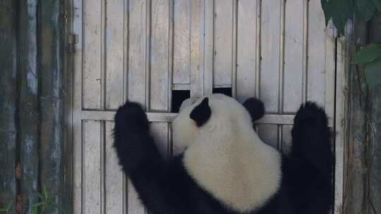 2023广州动物园游览游客大熊猫视频素材模板下载