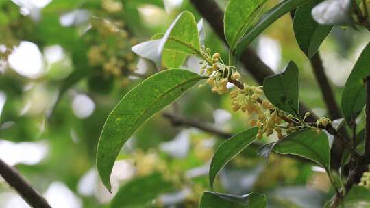 【合集】阳光微风山林桂花树桂花光影合集