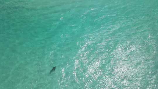 奥尔巴尼西澳大利亚Pt3清澈水域鲨鱼的无