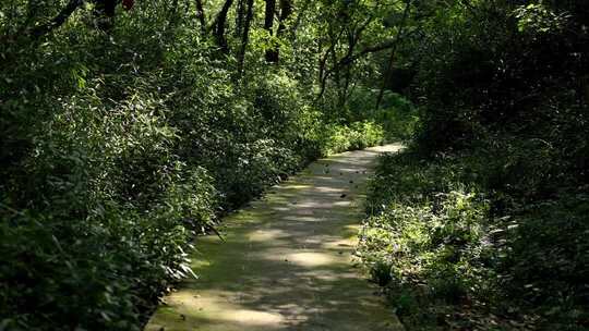 阳光透过树冠洒在长满青苔的林间小路上