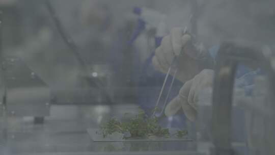 农业草莓育苗实验室log素材
