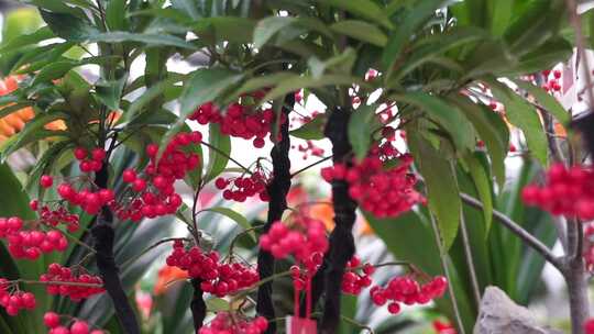 金银忍冬 花卉 金银木 忍冬属 植物 观赏