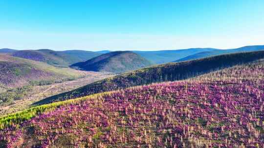 航拍大兴安岭春季山林杜鹃花海