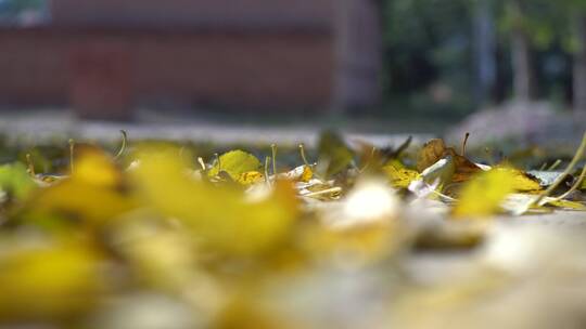 地上的秋风落叶黄叶视频素材模板下载