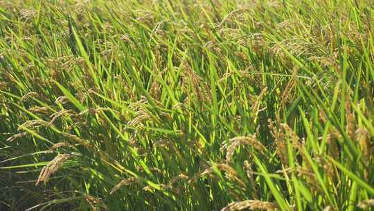 成熟的水稻稻穗随风飘摇