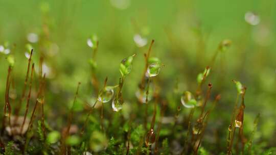 雨露水珠青苔微观世界.