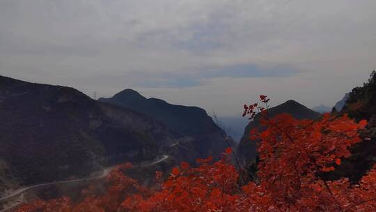 深秋时节，红叶满山坡