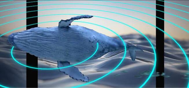 特效制作：AE特效制作分享裸眼3D鲸鱼出镜，AE视频素材教程下载