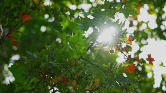阳光透过树叶