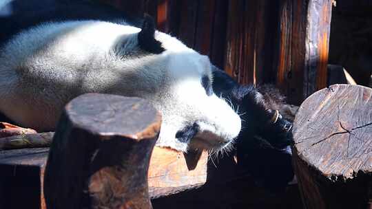 大熊猫 一级保护动物 野生动物