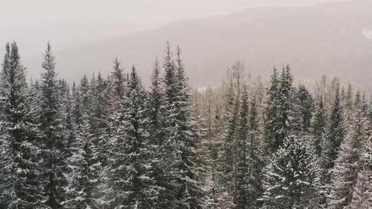 森林中白雪皑皑的树木