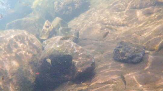 河边小溪河底海底水下世界流水岩石光影唯美