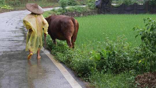 穿雨衣的人雨中牵牛走在乡间小路