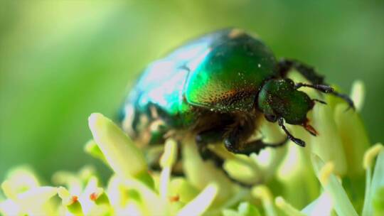 绿色甲虫的近距离镜头