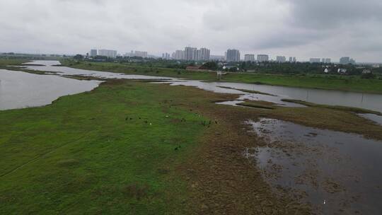 航拍湖南岳阳汨罗江国家湿地公园