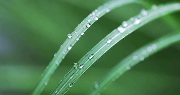 （8镜合集）春雨下雨雨天唯美治愈微距空镜